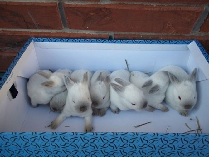Urechila se intoarce: 20 de poze cu iepuri - Poza 15