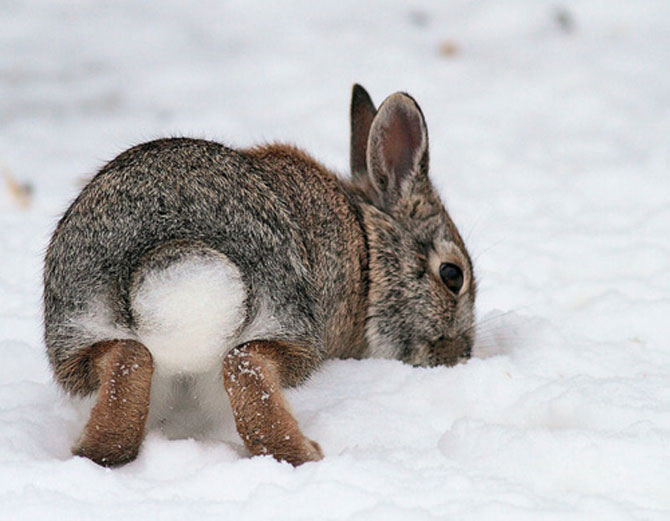 Urechila se intoarce: 20 de poze cu iepuri - Poza 20