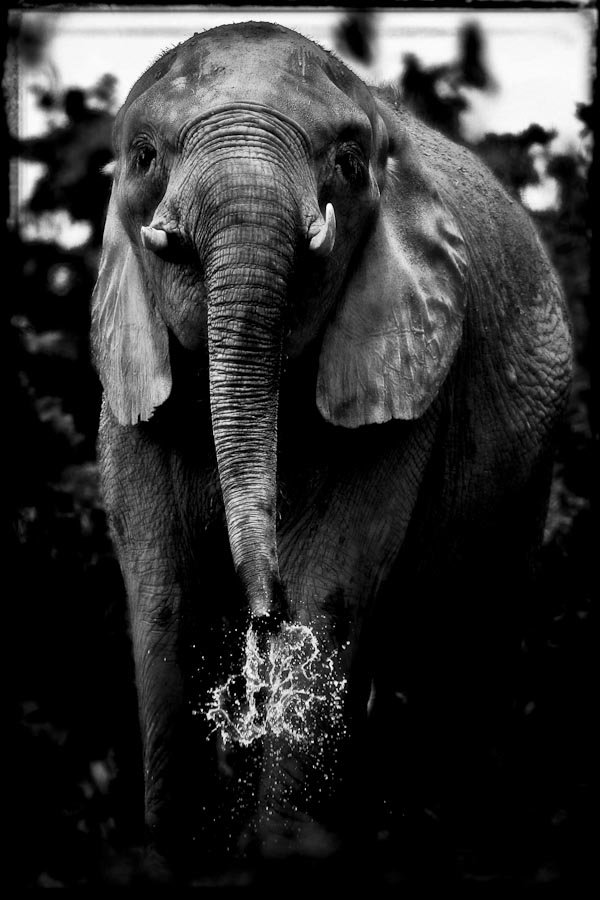 Laurent Baheux - Fotografii splendide cu animale