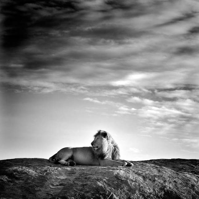 Laurent Baheux - Fotografii splendide cu animale
