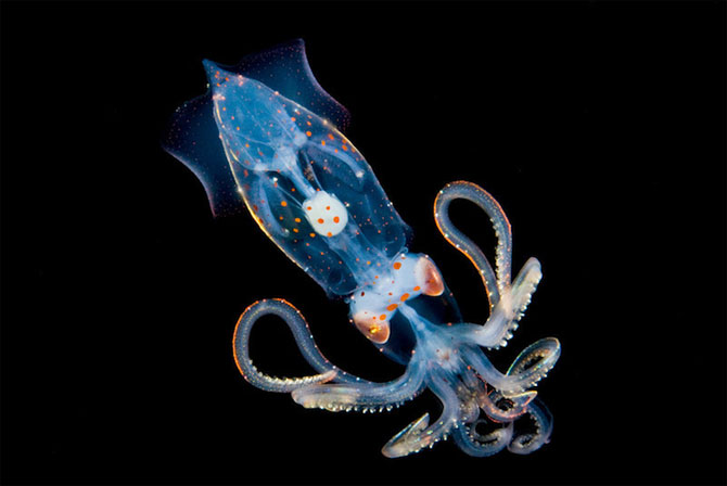 Fascinatia Adancurilor Animale Marine Fosforescente