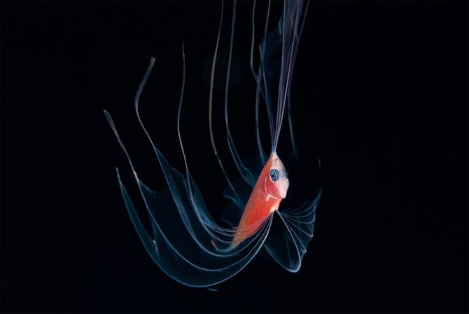 Fascinatia adancurilor: Animale marine fosforescente - Poza 4