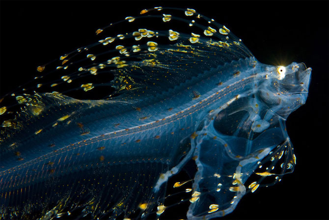Fascinatia adancurilor: Animale marine fosforescente - Poza 5
