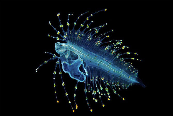Fascinatia adancurilor: Animale marine fosforescente - Poza 8