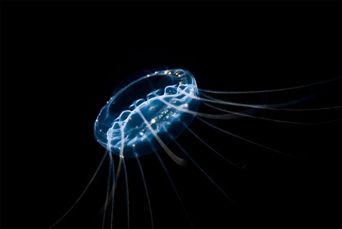 Fascinatia adancurilor: Animale marine fosforescente - Poza 9