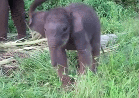 10 elefantei invata sa-si foloseasca trompele