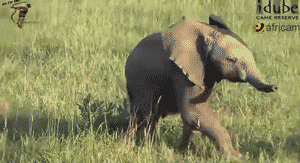 10 elefantei invata sa-si foloseasca trompele
