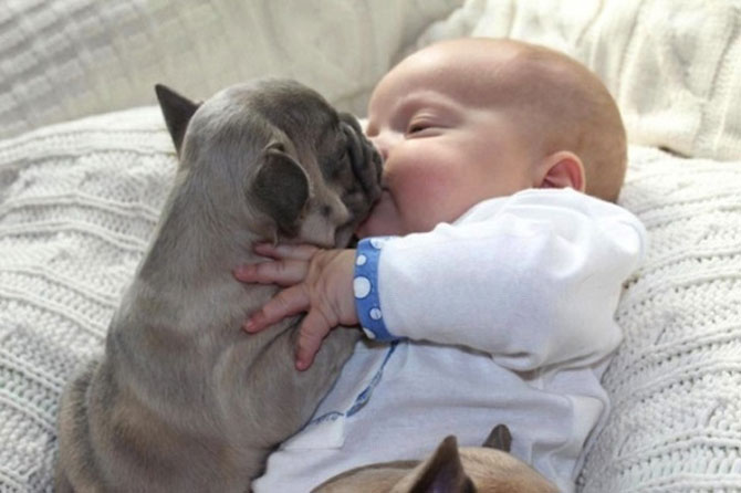 Bebelusul si bulldogii francezi - Poza 1