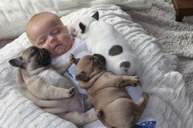 Bebelusul si bulldogii francezi - Poza 2