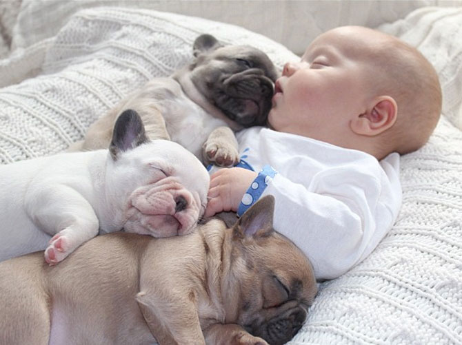 Bebelusul si bulldogii francezi - Poza 5
