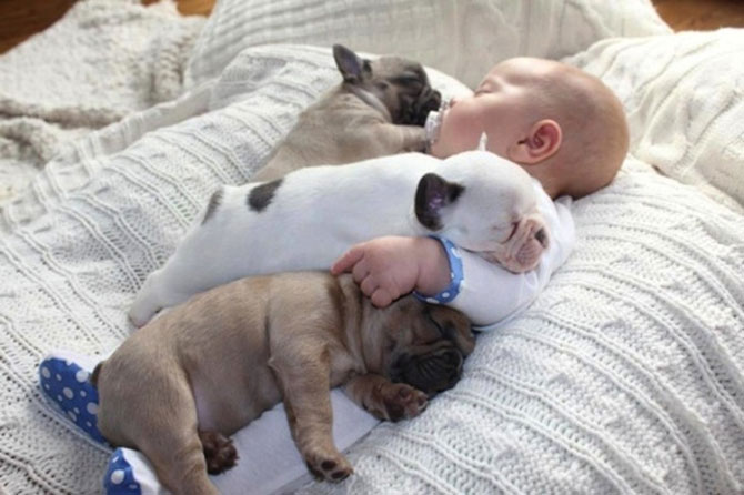 Bebelusul si bulldogii francezi - Poza 10