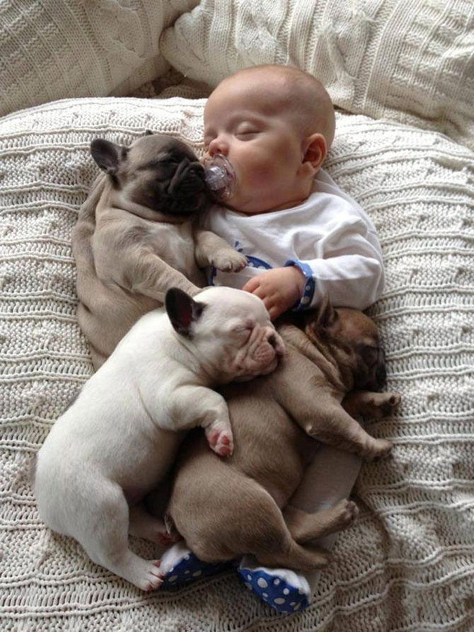 Bebelusul si bulldogii francezi - Poza 11