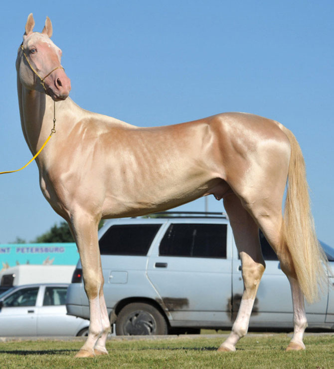 Cel mai frumos cal din lume, gasit pe net - Poza 1