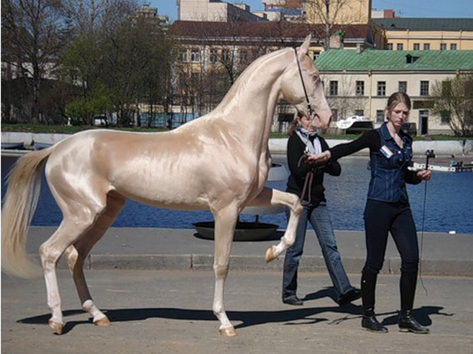 Cel mai frumos cal din lume, gasit pe net - Poza 3