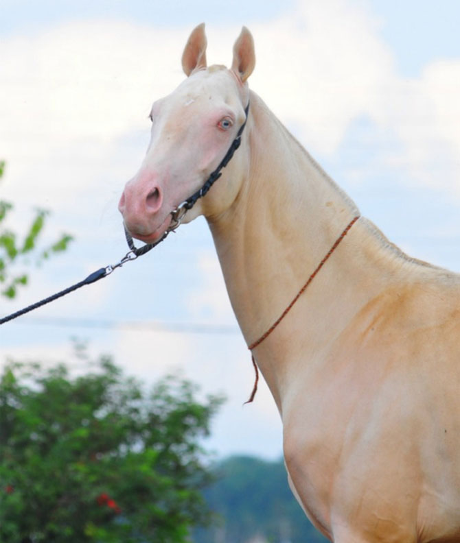 Cel mai frumos cal din lume, gasit pe net - Poza 4