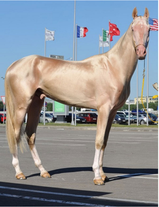 Cel mai frumos cal din lume, gasit pe net - Poza 8