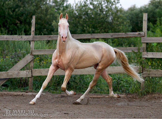Cel mai frumos cal din lume, gasit pe net - Poza 9