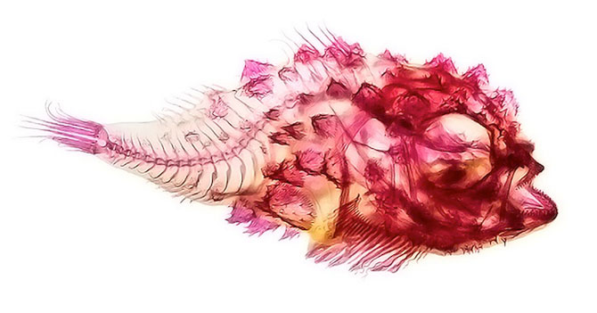 Culorile anatomiei pestilor, de Adam Summers