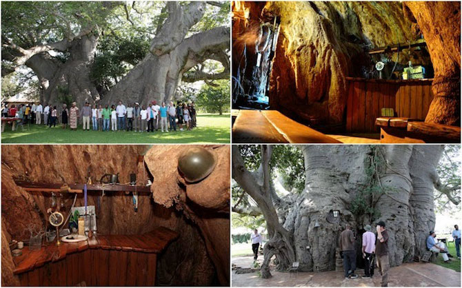 Barul din baobabul batran de 6.000 de ani - Poza 1