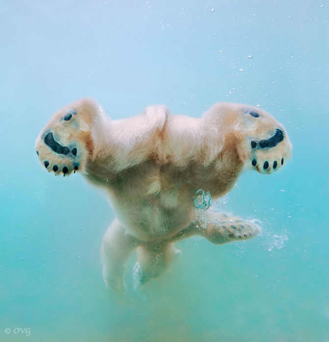 Baletul ursilor polari, de Olga Gladysheva