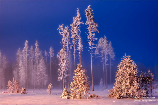 Fairy Forest de Anatoly Sokolov