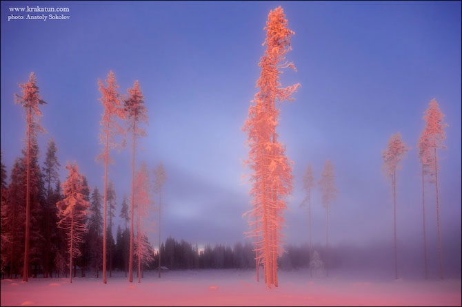 Fairy Forest de Anatoly Sokolov