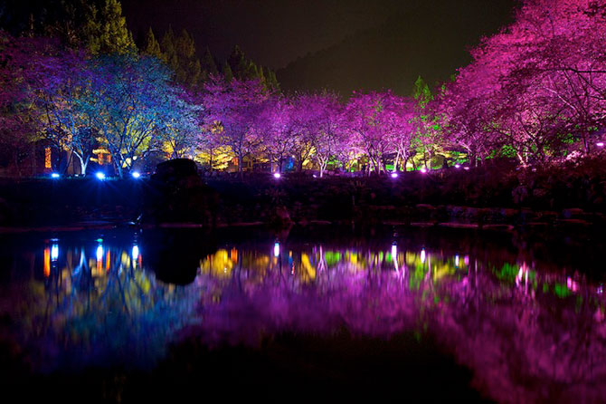 Festivalul ciresilor infloriti din Taiwan