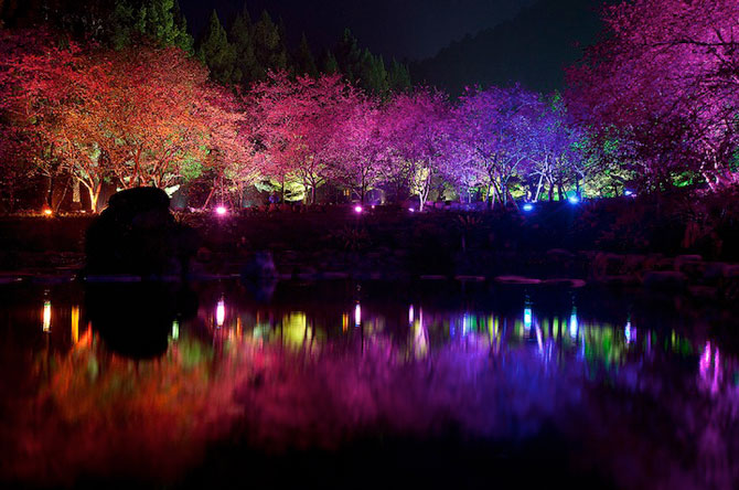 Festivalul ciresilor infloriti din Taiwan