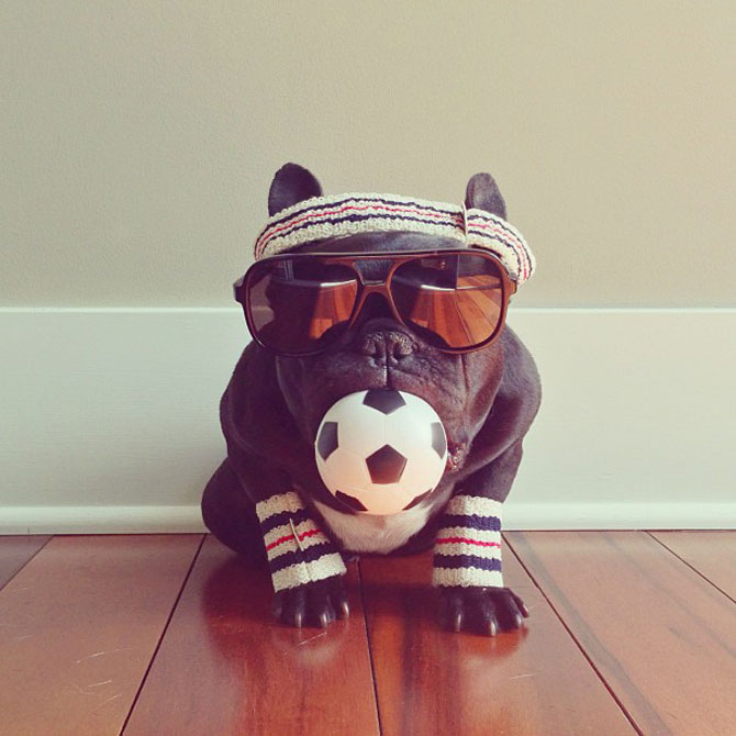 Cel mai simpatic bulldog francez de pe Instagram