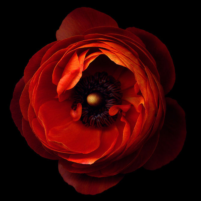 15 fotografii superbe cu flori, de Magda Indigo