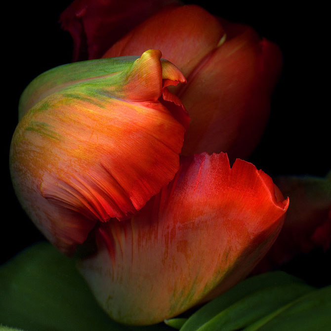 15 fotografii superbe cu flori, de Magda Indigo