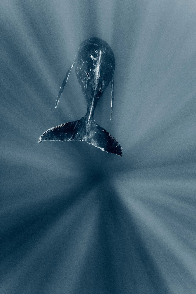 Viata secreta a balenelor, cu Darren Jew - Poza 4