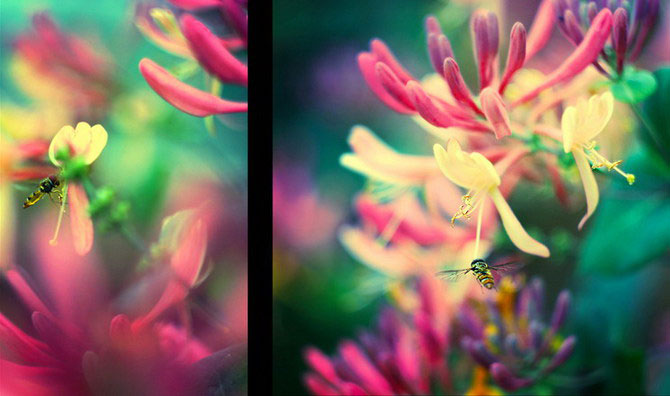 Florile Barbarei: 12 imagini superbe