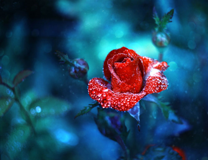 Florile Barbarei: 12 imagini superbe