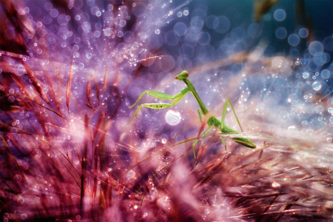 Lumea miraculoasa a insectelor, de Nordin Seruyan - Poza 1