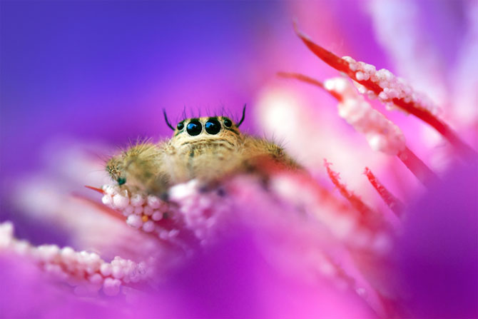Lumea miraculoasa a insectelor, de Nordin Seruyan - Poza 7