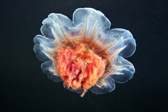 Flori subacvatice - fotografii cu meduze