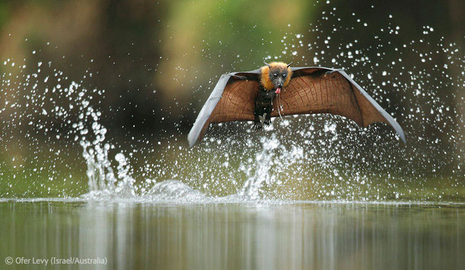 Cele mai frumoase fotografii din natura in 2012