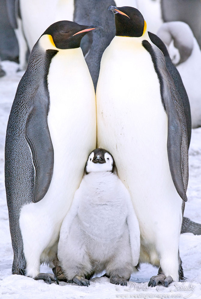 Regele pinguinilor imperiali