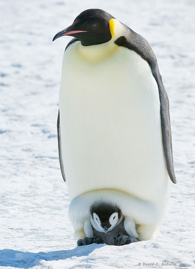 Regele pinguinilor imperiali - Poza 4
