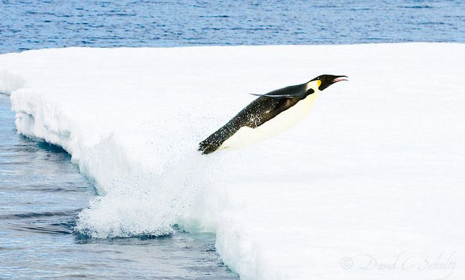 Fotograful David Schultz a marsaluit cu imparatul-pinguin - Poza 11