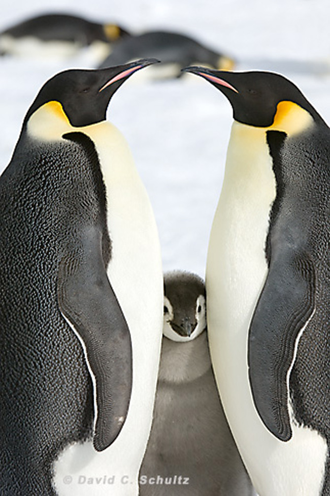 Fotograful David Schultz a marsaluit cu imparatul-pinguin - Poza 16
