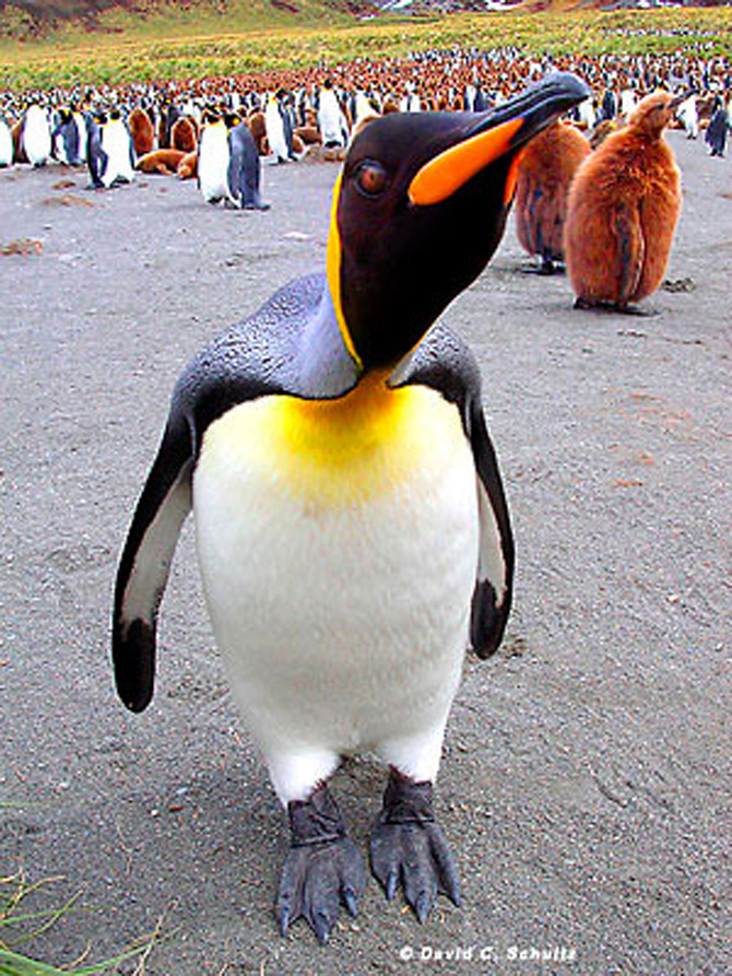Fotograful David Schultz a marsaluit cu imparatul-pinguin - Poza 20
