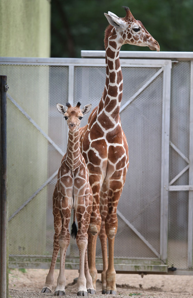 O zi din viata unei girafe la zoo - Poza 4