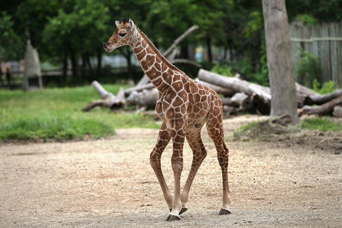 O zi din viata unei girafe la zoo - Poza 9