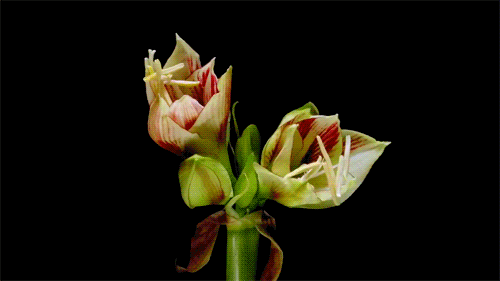 Flori care infloresc in animatii spectaculoase de Yutaka Kitamura - Poza 4