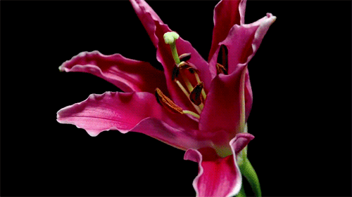 Flori care infloresc in animatii spectaculoase de Yutaka Kitamura - Poza 8
