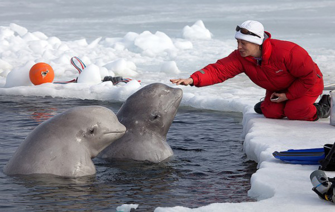 La joaca cu balenele albe de la Cercul Polar