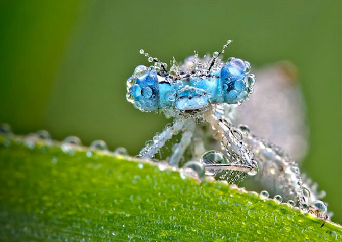 Fotografii insecte David Chambon