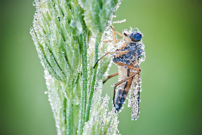 Fotografii insecte David Chambon